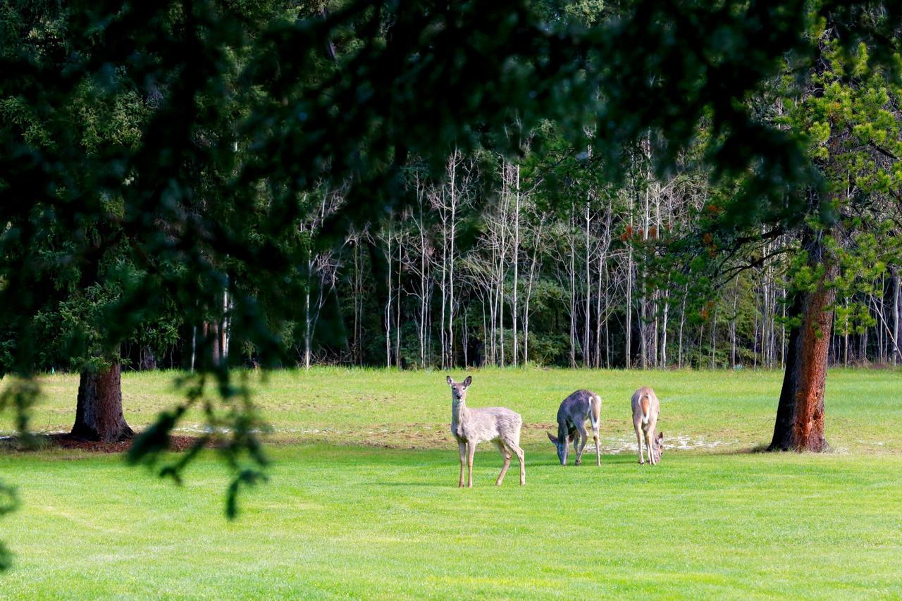 Sleepy Creek Country Manor Bed & Breakfast Bragg Creek Luaran gambar